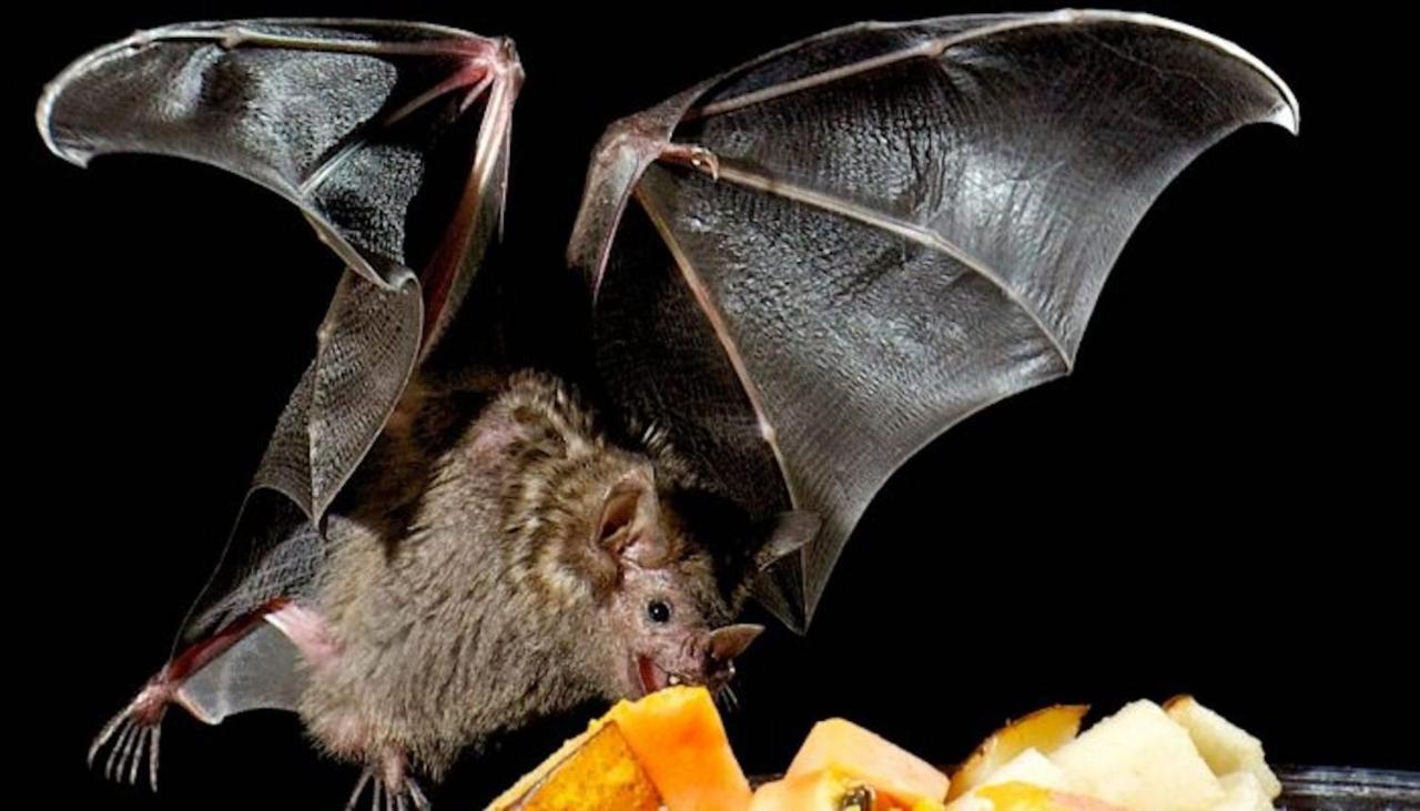 Pension Zur Fledermaus วาเริน ภายนอก รูปภาพ